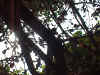 albero.JPG (221528 byte)