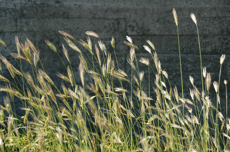 DSC_0071