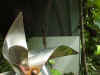 girandola2.JPG (174396 byte)